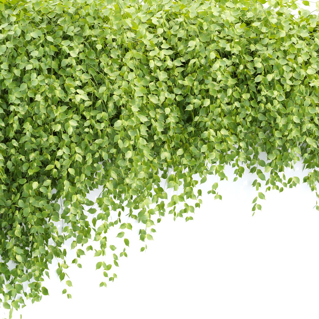 Hanging Wall Creeper Plants collection vol 225 3D model - TurboSquid ...