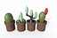 Fioriere di cactus