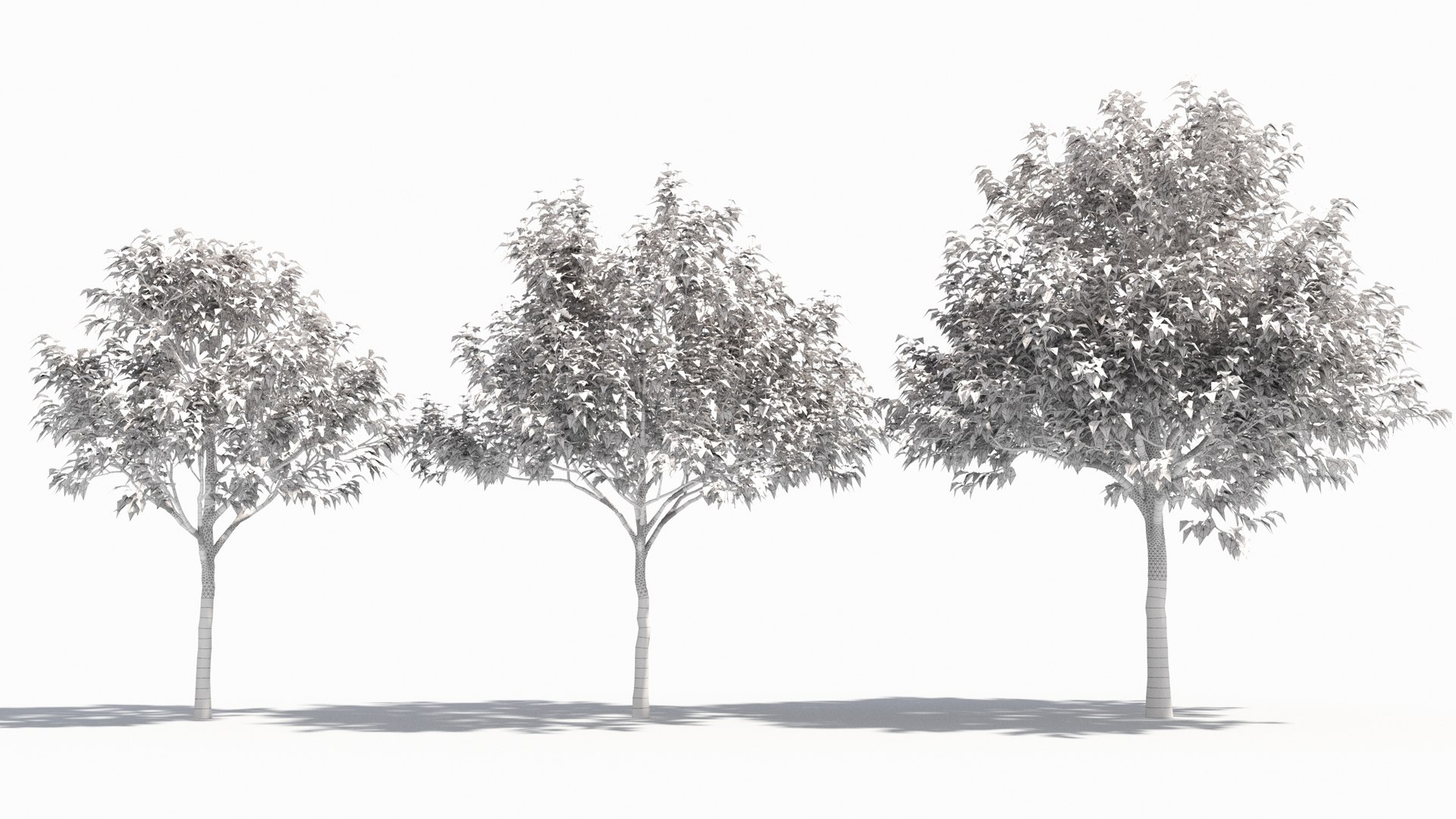 3D Cornus Tree - TurboSquid 2019992