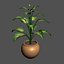 3d small plant model