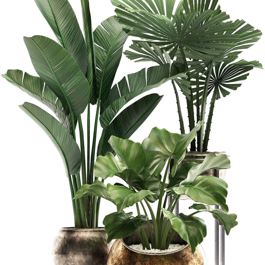 houseplants plants potted 3D model https://p.turbosquid.com/ts-thumb/XB/oJGZ2C/5VGIE6QT/plantset22103202002/jpg/1585308812/1920x1080/fit_q87/3ce4afb0191e17a225bb57176fa4e61a86e632f4/plantset22103202002.jpg