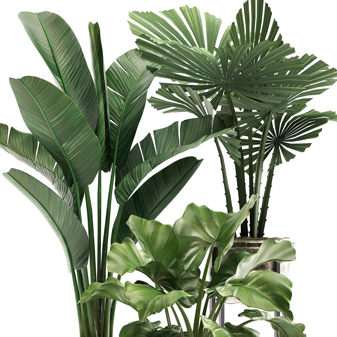 Houseplants plants potted 3D model - TurboSquid 1531488