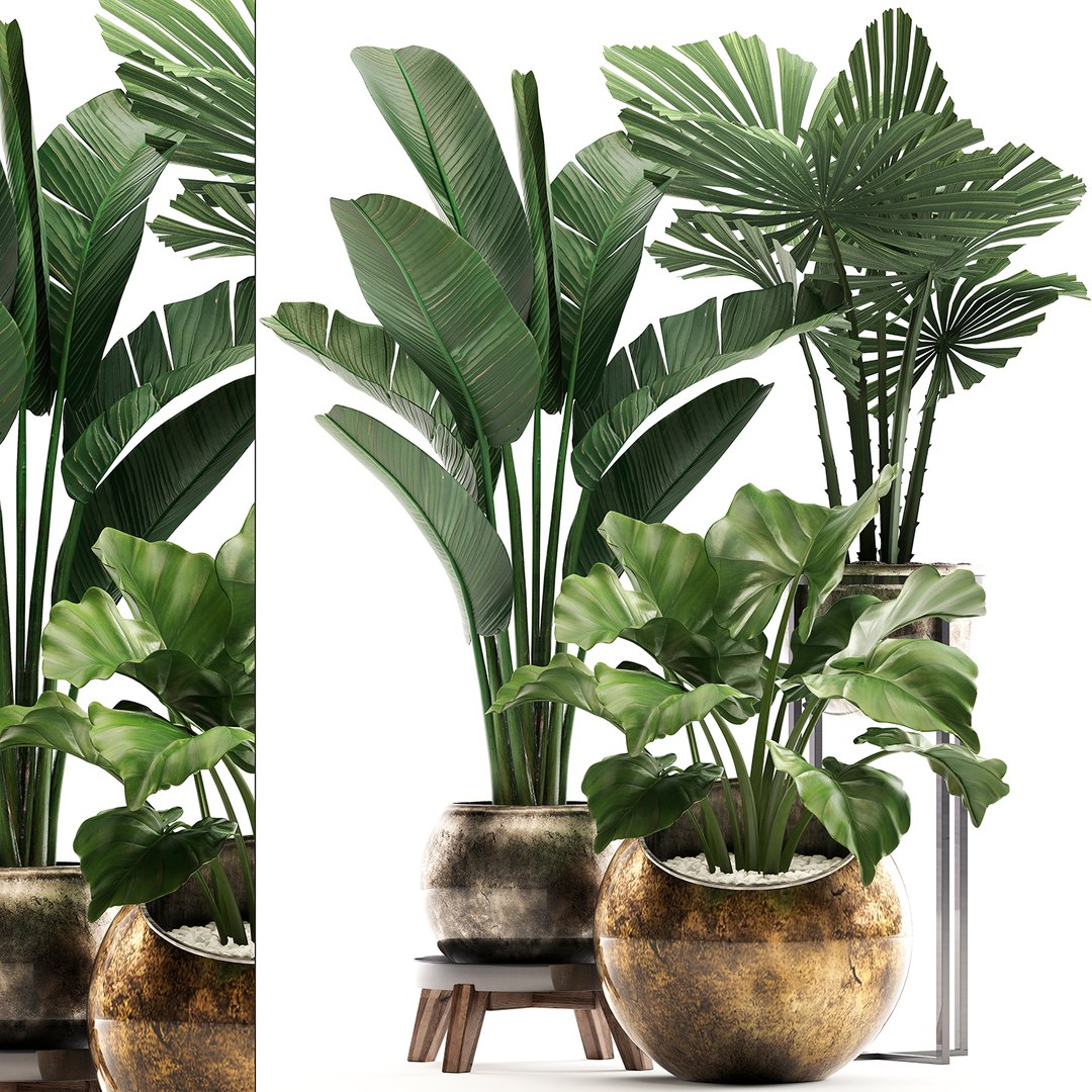 Houseplants plants potted 3D model - TurboSquid 1531488