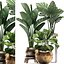 Decorative plants in flower pots for the interior 466A