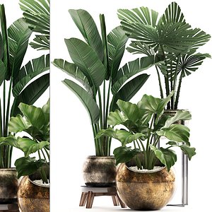 Decorative plants in flower pots for the interior 466A