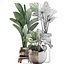 Decorative plants in flower pots for the interior 466A