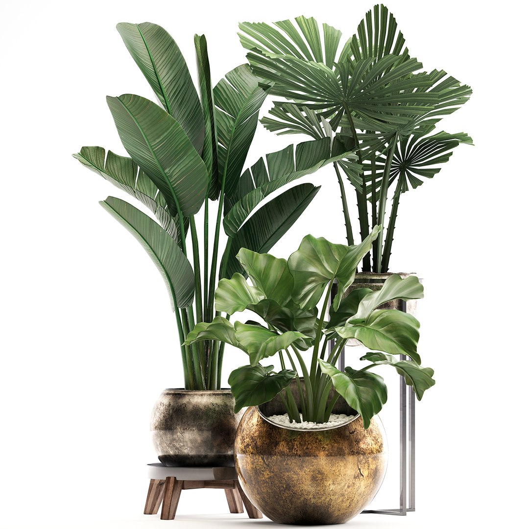 houseplants plants potted 3D model https://p.turbosquid.com/ts-thumb/XB/oJGZ2C/qW1cDDTd/plantset22103202001/jpg/1585308812/1920x1080/fit_q87/90ced49eabb6fc1f19e5c72315e0b69e3cab334f/plantset22103202001.jpg