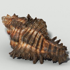 3d chicoreus banksii sea mollusk model