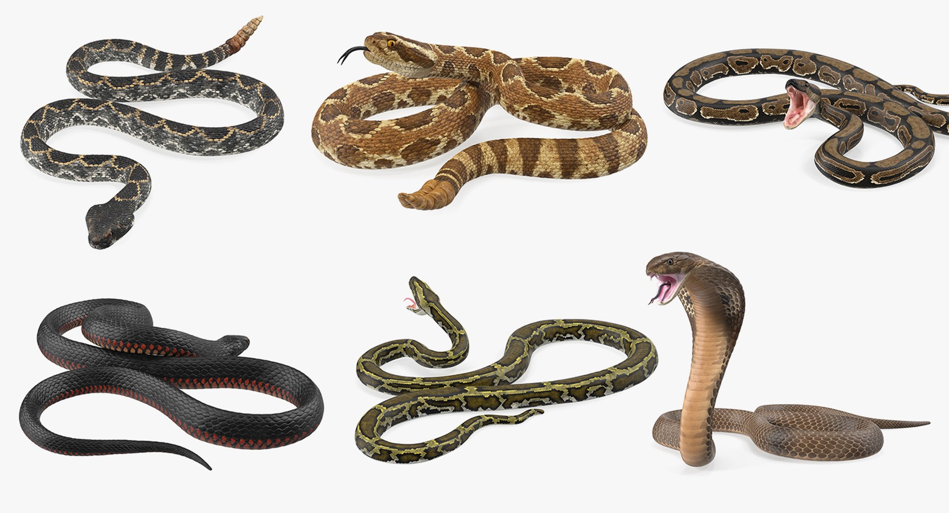 Rigged Snakes Collection 4 for Cinema 4D 3D model preview