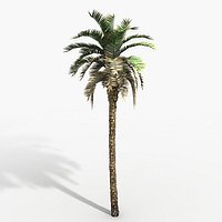 Plant Palm Phoenix