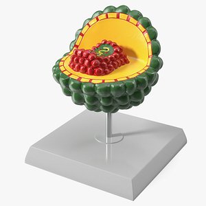 3D Anatomical Structure Model of HIV Virus