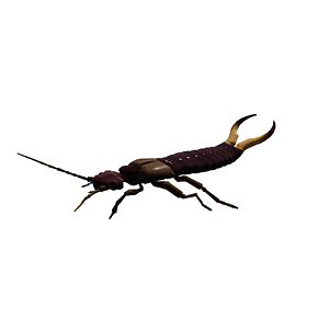 3D Earwig Forficula auricularia Animated