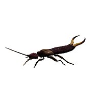 Earwig Forficula auricularia Animowane