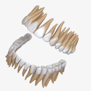 3D model dentition stylized teeth