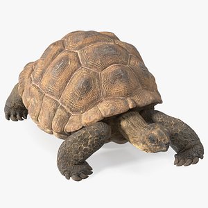 3D Dirty Huge Tortoise Lying Pose
