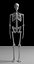 Skeleton