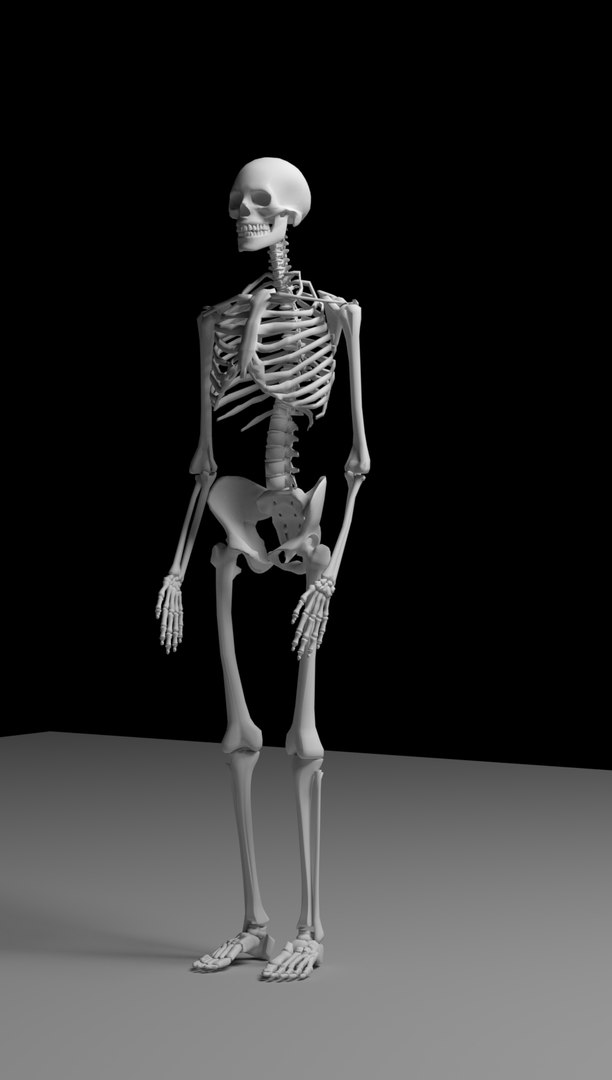 3D skeleton https://p.turbosquid.com/ts-thumb/XC/asTyJW/hpnHR3KO/skeleton4/jpg/1575949395/1920x1080/fit_q87/ac6ae0eb87d123807642ea20c67e4e3663fffd06/skeleton4.jpg