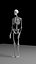 Skeleton