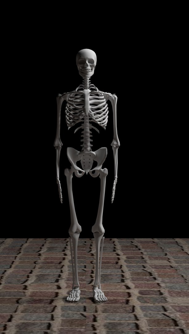 3D skeleton https://p.turbosquid.com/ts-thumb/XC/asTyJW/iRRdZOgX/skeleton5/jpg/1575949516/1920x1080/fit_q87/c348e52c276690af176d2f6a8285c98236ff7c5c/skeleton5.jpg