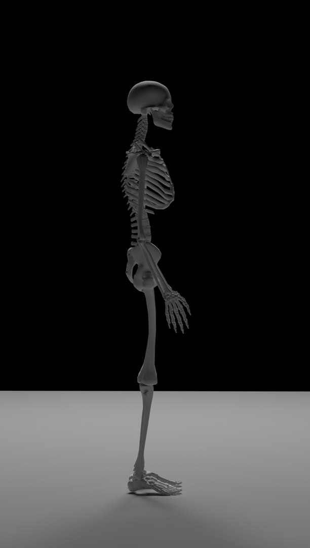 3D skeleton https://p.turbosquid.com/ts-thumb/XC/asTyJW/lqQdUQOr/skeleton2/jpg/1575949360/1920x1080/fit_q87/0468e612224de439d732c24e23833f6f66a50899/skeleton2.jpg
