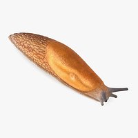 Slug Dusky Arion Rigged for Cinema 4D