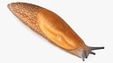 Slug Dusky Arion Rigged for Cinema 4D