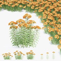 Achillea millefolium vol 3