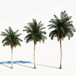 Acrocomia aculeata c 3D model
