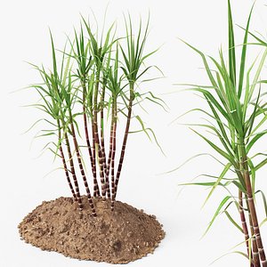 Sugarcane Plant on Soil Mound