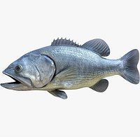 Largemouth Bass