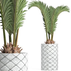 palm plants 3D