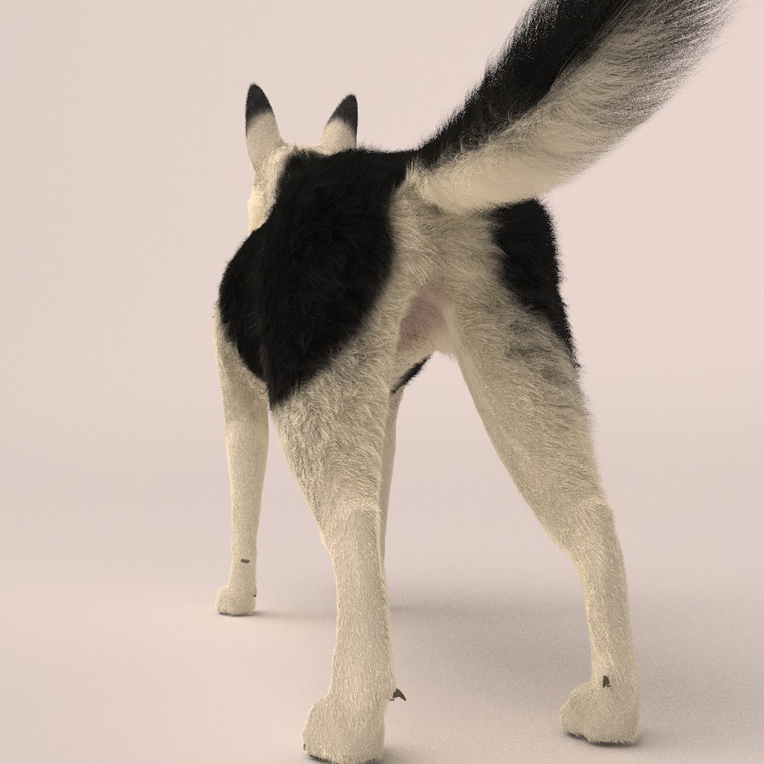 east european shepherd 3D model https://p.turbosquid.com/ts-thumb/XD/8kAimY/7ttgHyfP/5/jpg/1491209447/1920x1080/fit_q87/21d5be6d1c34b141f7de109619ae362c356ea5cd/5.jpg