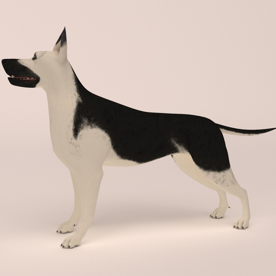 east european shepherd 3D model https://p.turbosquid.com/ts-thumb/XD/8kAimY/KCVwQ9tz/8/jpg/1491209447/1920x1080/fit_q87/3418b8549eeddf45ae8d181c8891c62edf361d1b/8.jpg