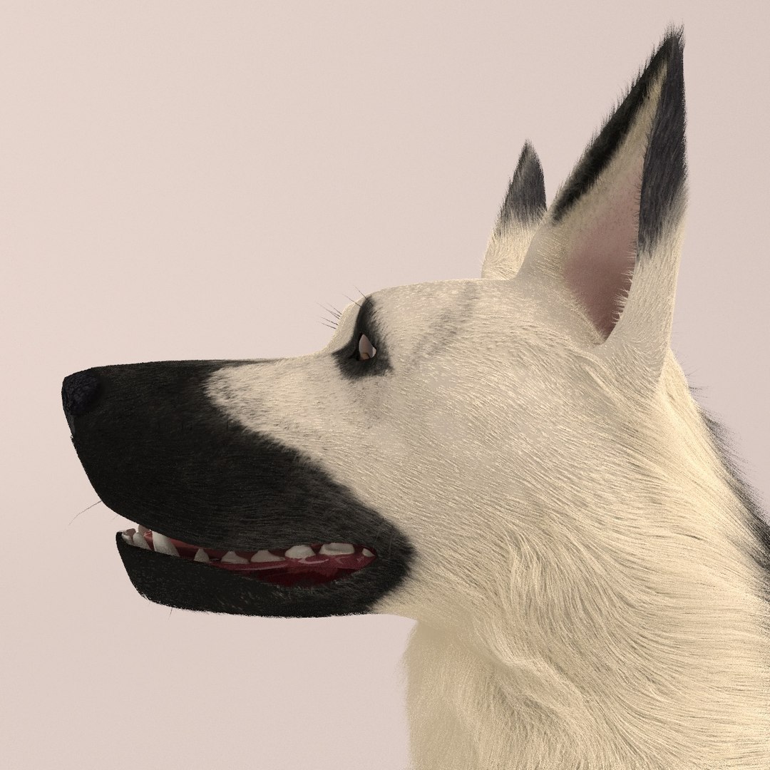 east european shepherd 3D model https://p.turbosquid.com/ts-thumb/XD/8kAimY/aFtkBpGh/6/jpg/1491209447/1920x1080/fit_q87/25c153ebabe240683336b941c38bb4beff8e6e68/6.jpg