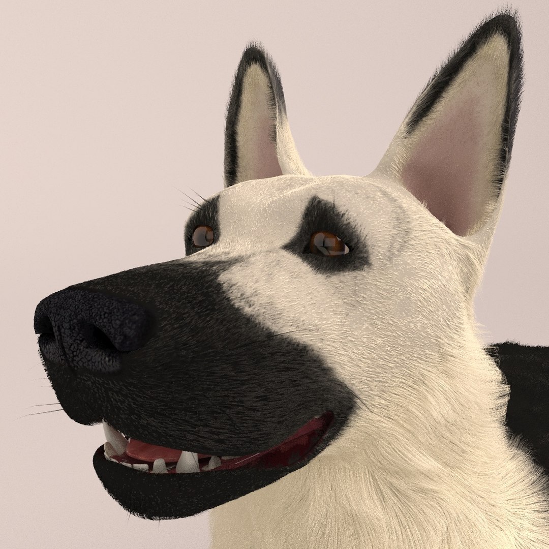 east european shepherd 3D model https://p.turbosquid.com/ts-thumb/XD/8kAimY/myMpG6F3/3/jpg/1491209447/1920x1080/fit_q87/4a52da0b7064313c55299a5371d166a5f2a95407/3.jpg