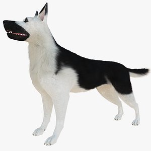 East European Shepherd Dog