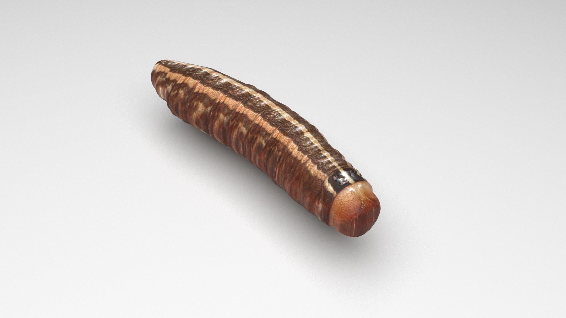 3D model Cutworm https://p.turbosquid.com/ts-thumb/XD/LjmeWF/53/cutworm2/jpg/1723966138/1920x1080/fit_q87/4d9f4c082598da557ba64a42c30026585d834722/cutworm2.jpg