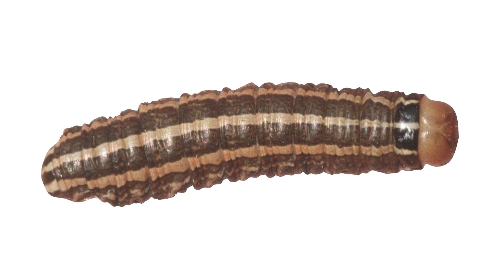 3D model Cutworm https://p.turbosquid.com/ts-thumb/XD/LjmeWF/EB/cutworm12/jpg/1723966133/1920x1080/fit_q87/a092631e55e8db1a166f413b050d237ceb11dc17/cutworm12.jpg