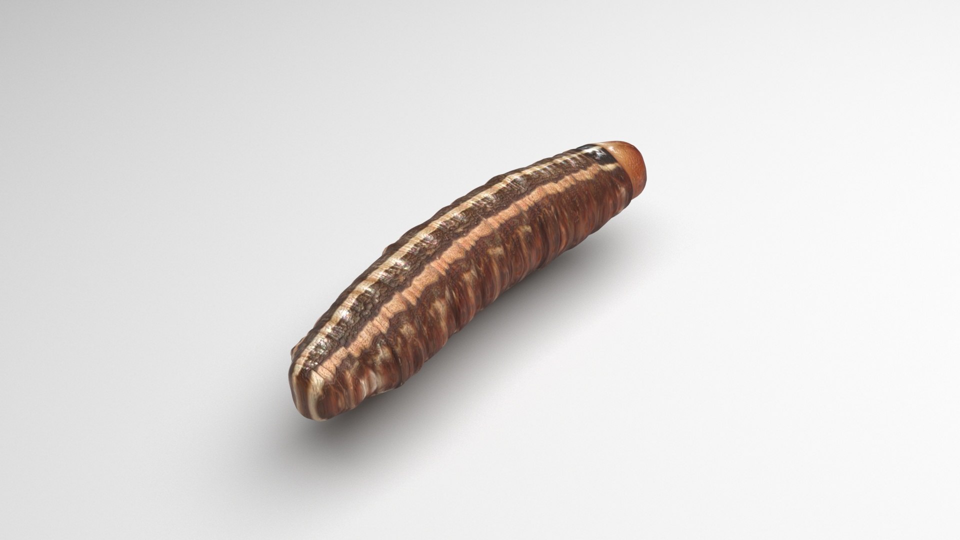 3D model Cutworm https://p.turbosquid.com/ts-thumb/XD/LjmeWF/Mo/cutworm5/jpg/1723966136/1920x1080/fit_q87/75f2fd83c376bc09416a82ec08c1c98860fb4193/cutworm5.jpg