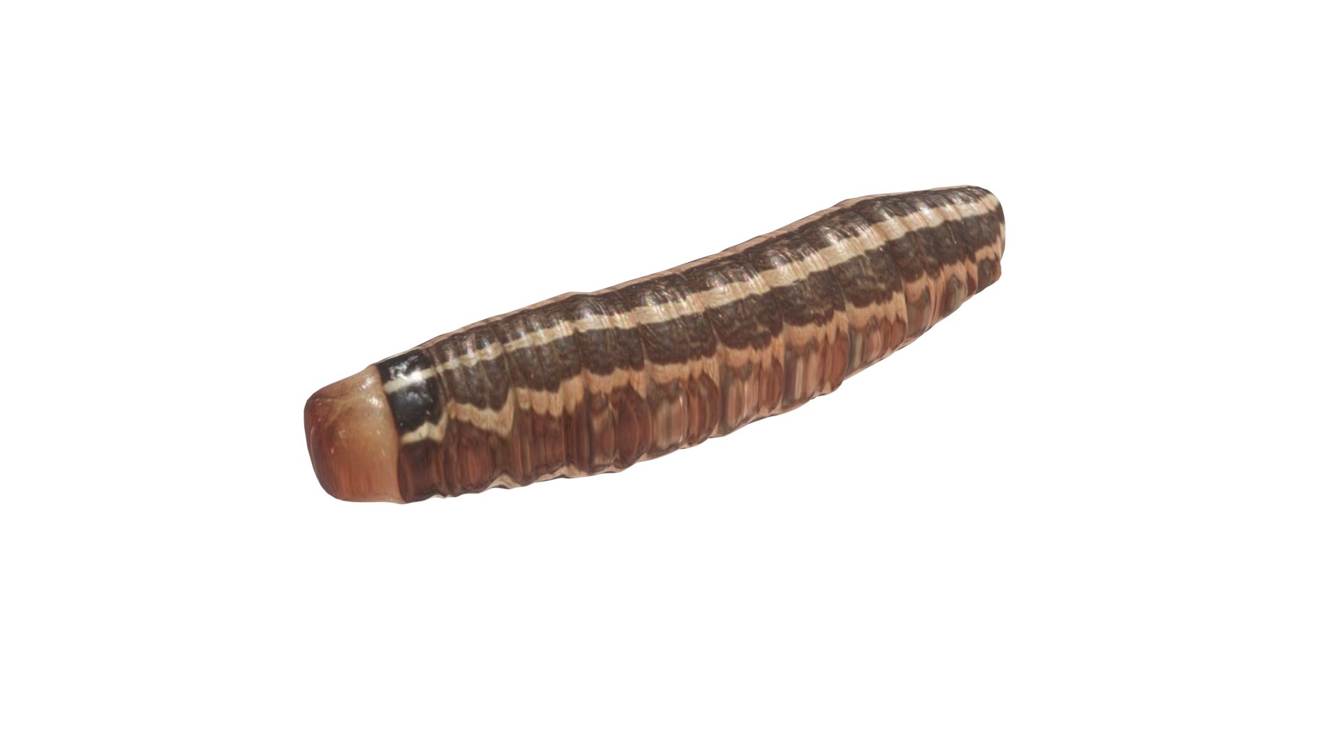 3D model Cutworm https://p.turbosquid.com/ts-thumb/XD/LjmeWF/OA/cutworm10/jpg/1723966134/1920x1080/fit_q87/c482fa001614da62d573aa61d337fa6187c82322/cutworm10.jpg