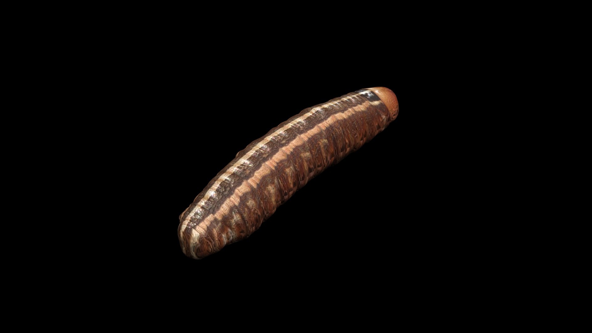 3D model Cutworm https://p.turbosquid.com/ts-thumb/XD/LjmeWF/OP/cutworm7/jpg/1723966135/1920x1080/fit_q87/587b3dc70a6313e74cba879add4ed84b2ef348d4/cutworm7.jpg