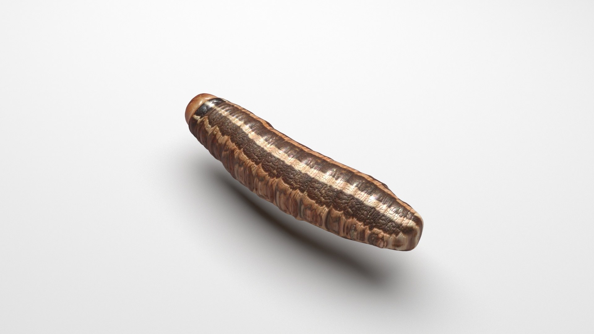3D model Cutworm https://p.turbosquid.com/ts-thumb/XD/LjmeWF/Qo/cutworm4/jpg/1723966137/1920x1080/fit_q87/f2aecac52d19d24d11bc54916f0055ee254dc9b2/cutworm4.jpg