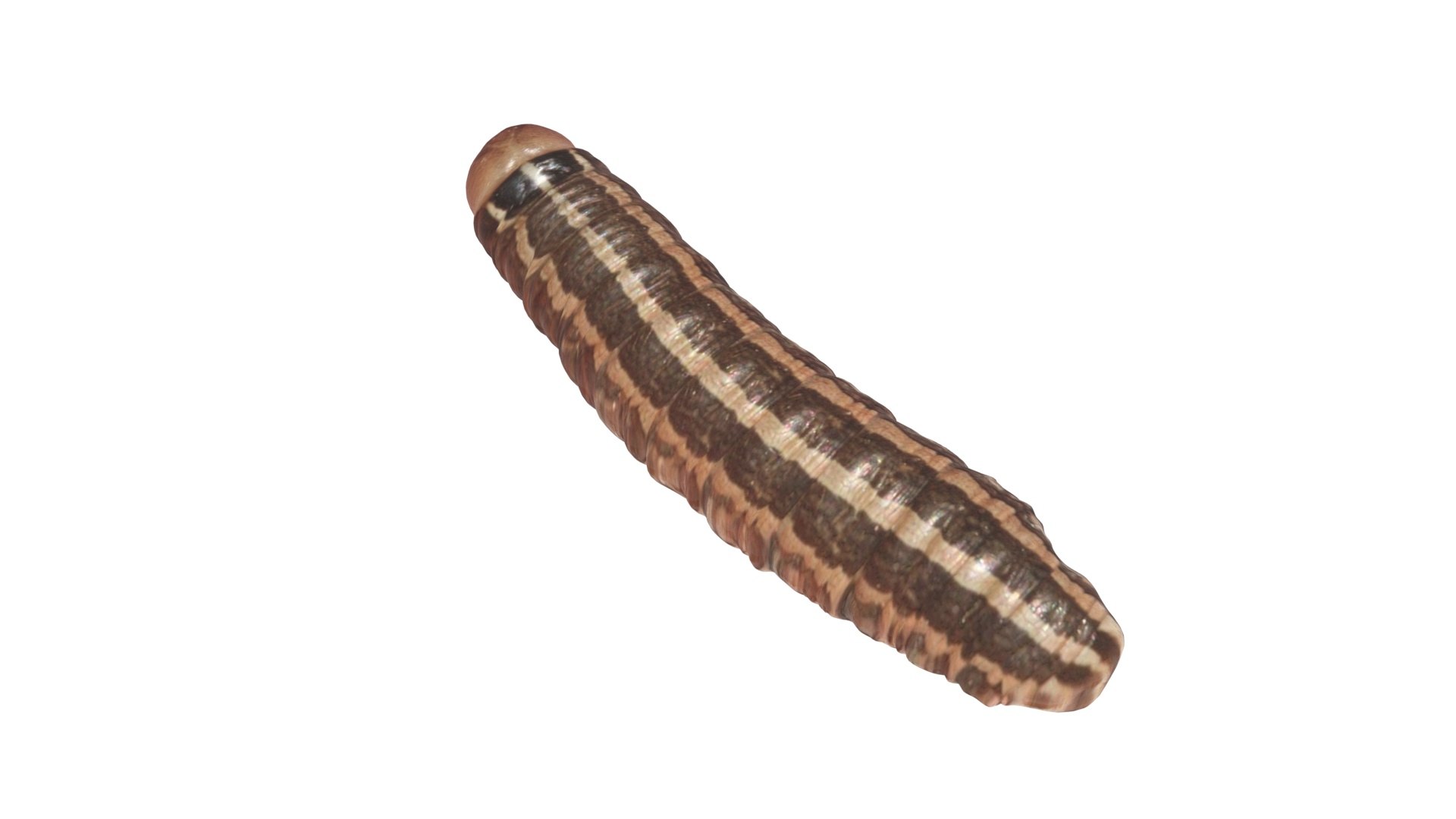 3D model Cutworm https://p.turbosquid.com/ts-thumb/XD/LjmeWF/W6/cutworm11/jpg/1723966134/1920x1080/fit_q87/71514dabd255c101a34127476a35719b21ff6dfb/cutworm11.jpg