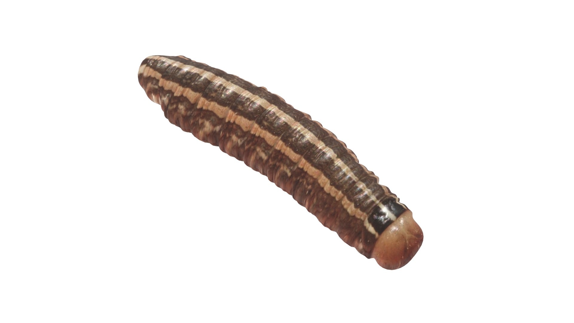 3D model Cutworm https://p.turbosquid.com/ts-thumb/XD/LjmeWF/uR/cutworm9/jpg/1723966135/1920x1080/fit_q87/512231e2d568801ff48f4e15befa9c085fa19560/cutworm9.jpg