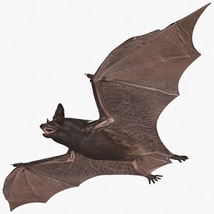 3D Black Bat Rigged for Cinema 4D