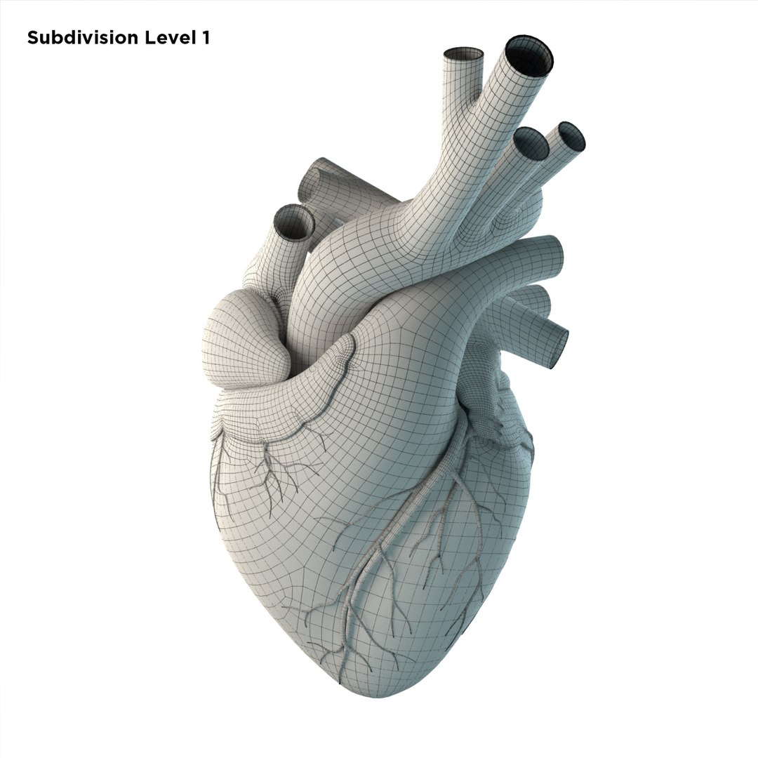 3D Rigged Heart Beating Model - TurboSquid 1227591