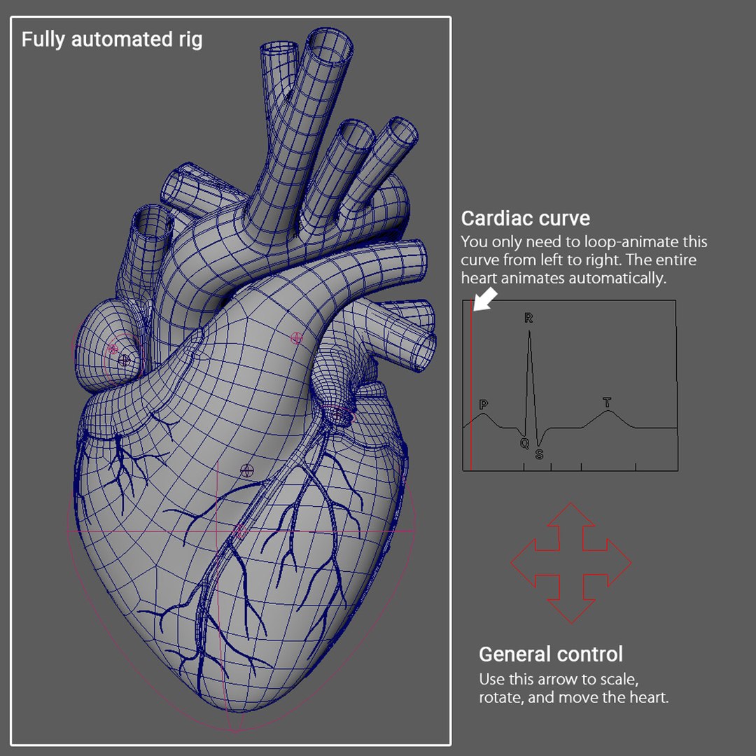 3D Rigged Heart Beating Model - TurboSquid 1227591