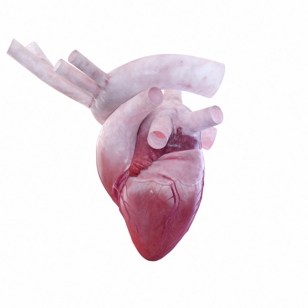 3D Rigged Heart Beating Model - TurboSquid 1227591