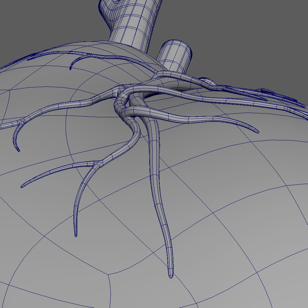 3D Rigged Heart Beating Model - TurboSquid 1227591