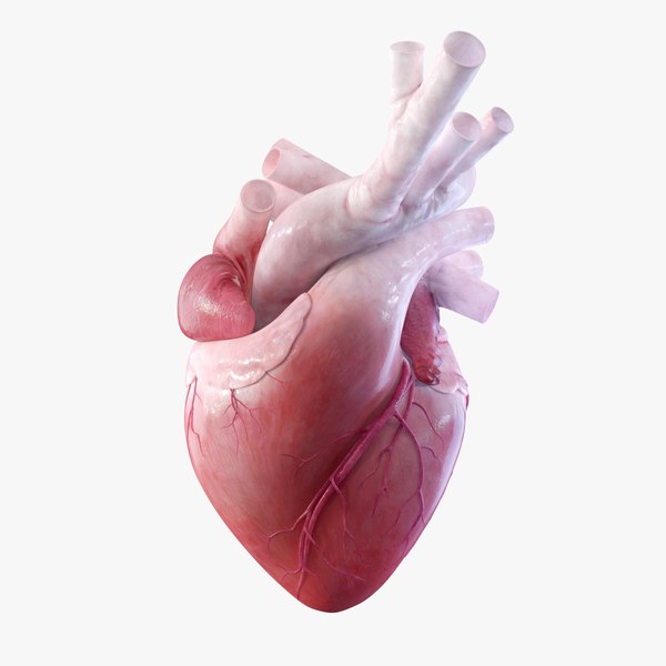 The Anatomy Of Siam Rehab